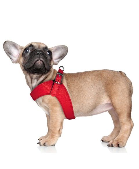 Dandy Harness Red for dogs - Milk&Pepper