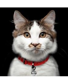 Collier Chat Stardust Rouge milkandpepper