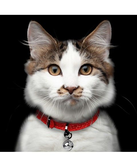 Cat Collar Stardust Red Milkandpepper